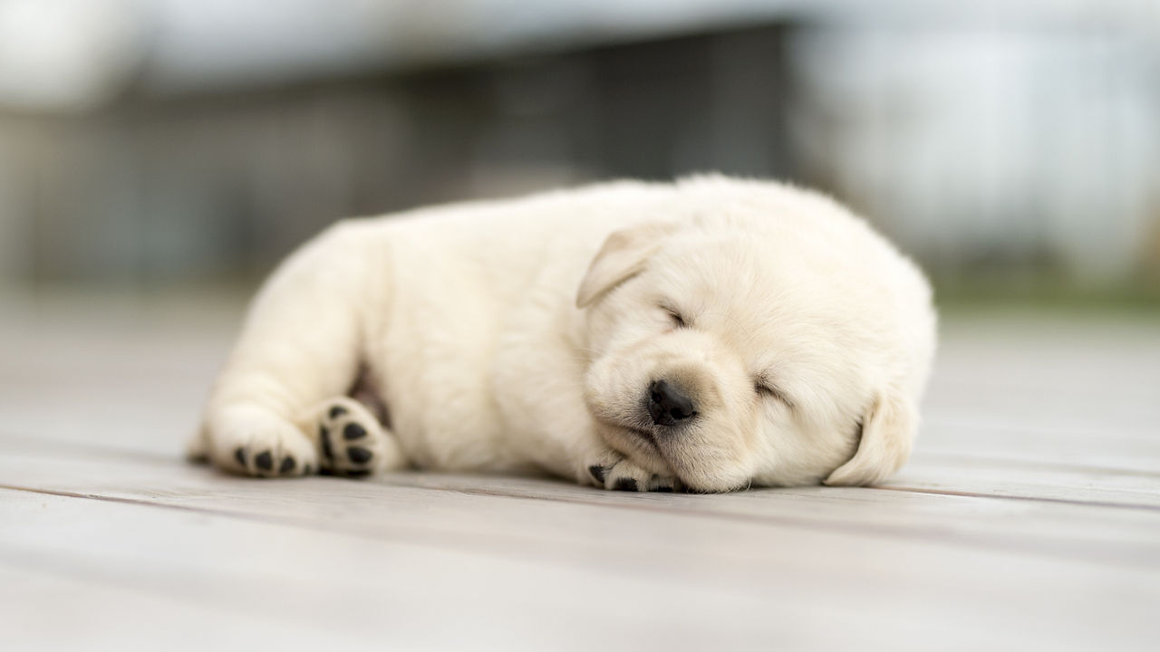 Cute Sleeping Dog | Greystar